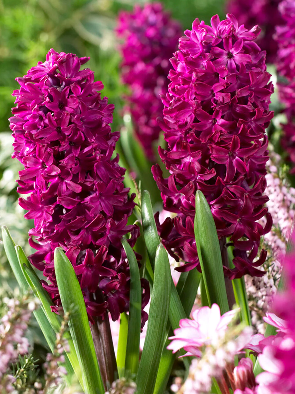 Hyacinth.